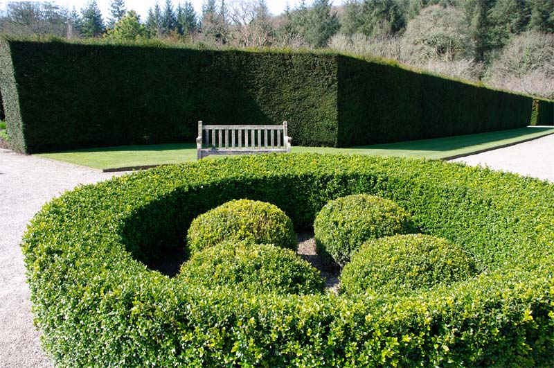 Buxus Topiary and Yew hedges - Rosemoor RHS